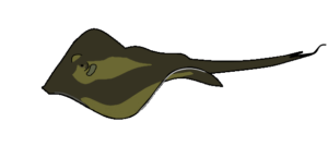 Illustration of a common stingray