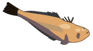 Illustration of a weever fish