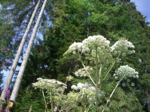 Giant Hogweed: Britain’s most dangerous plant