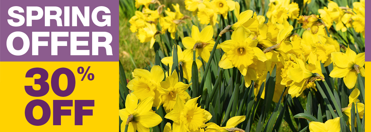 Spring Offer 30% Off